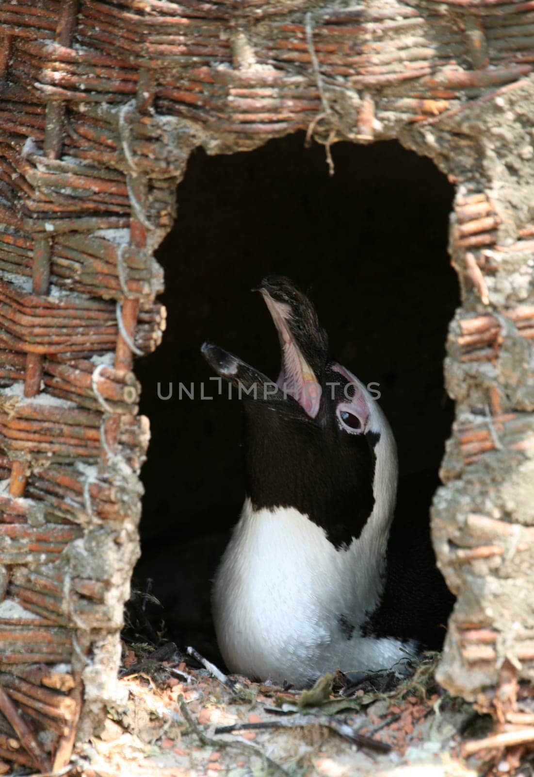 Breeding female penguin in a basket