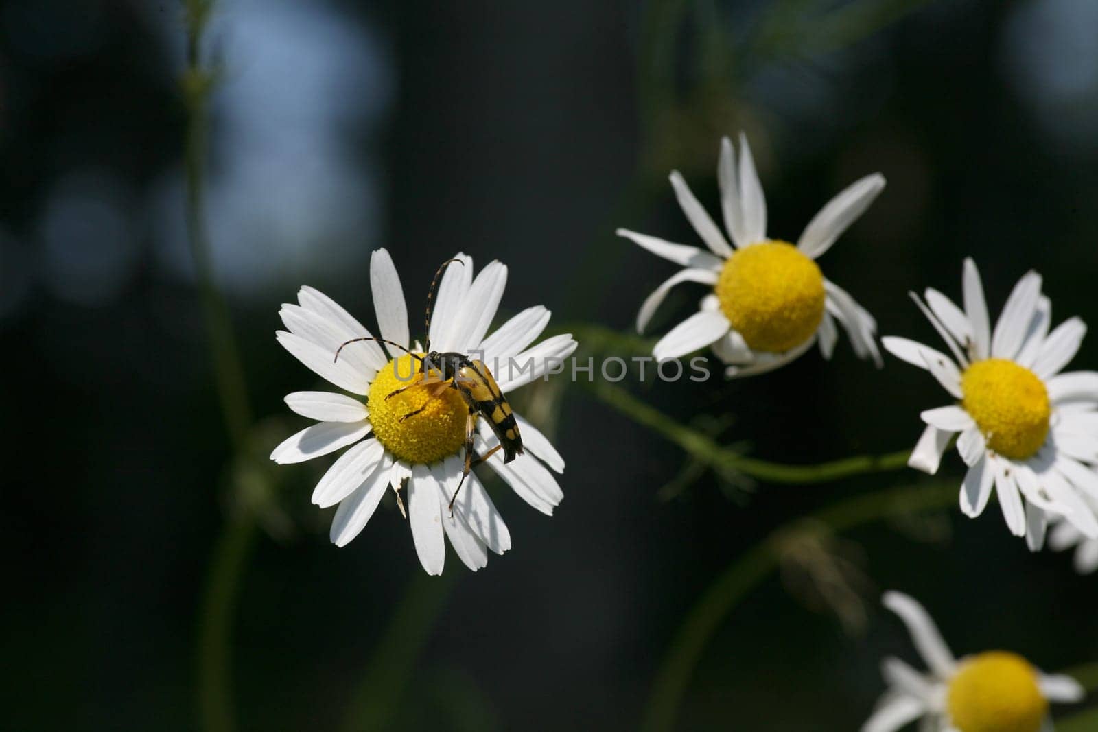 Spotted narrowbuck on a daisy flower