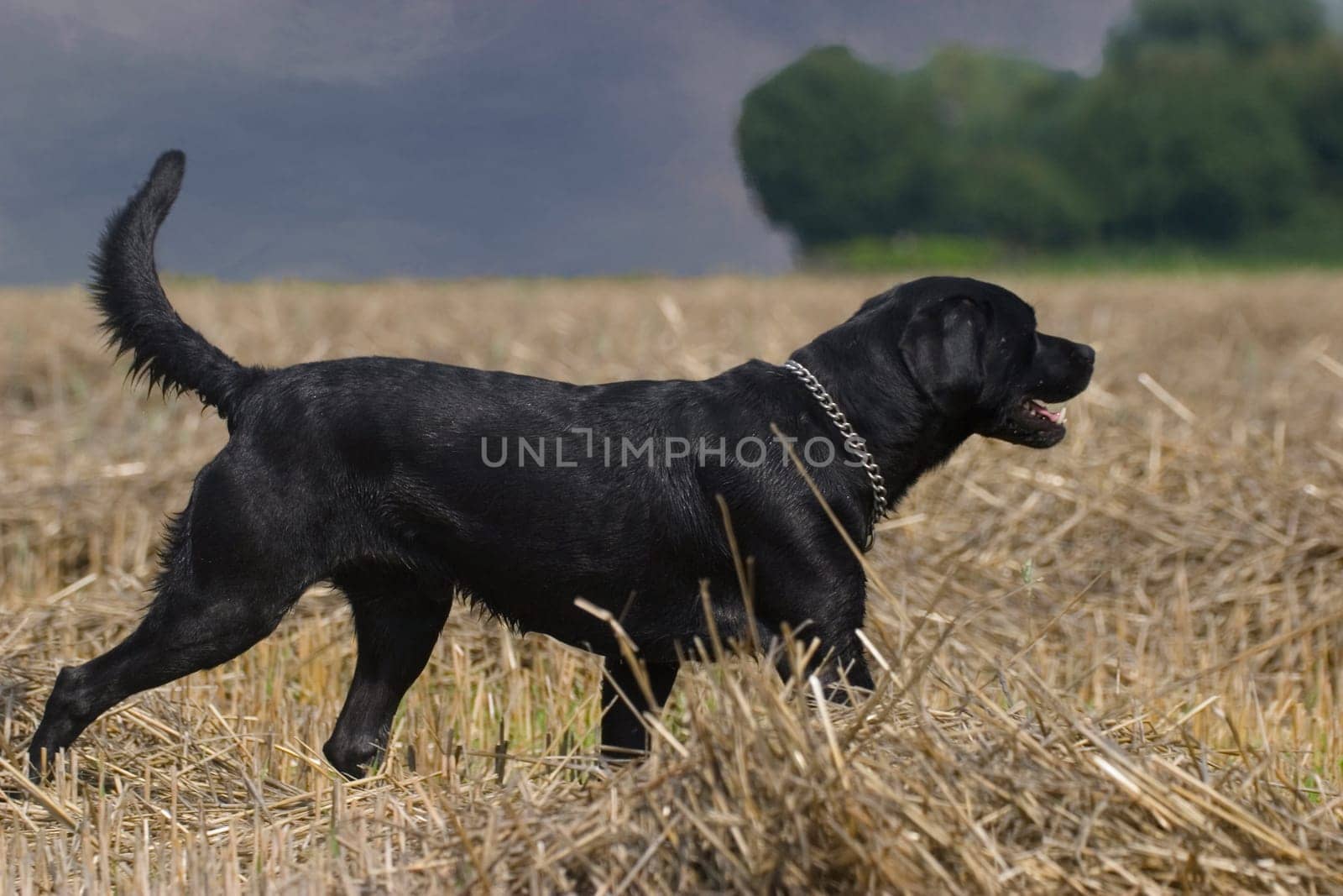 Black dog on stubble field