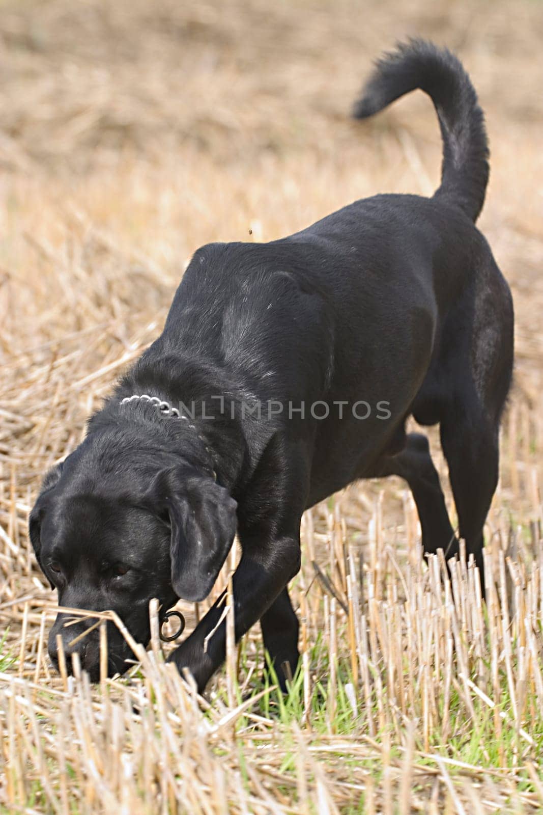 Black dog on stubble field