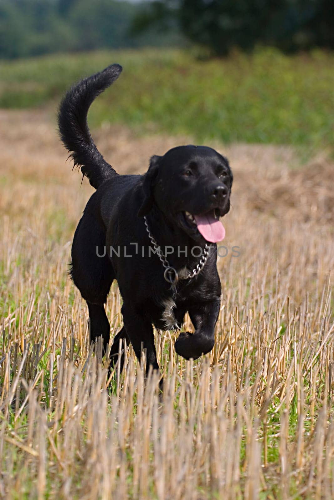 Black dog on stubble field