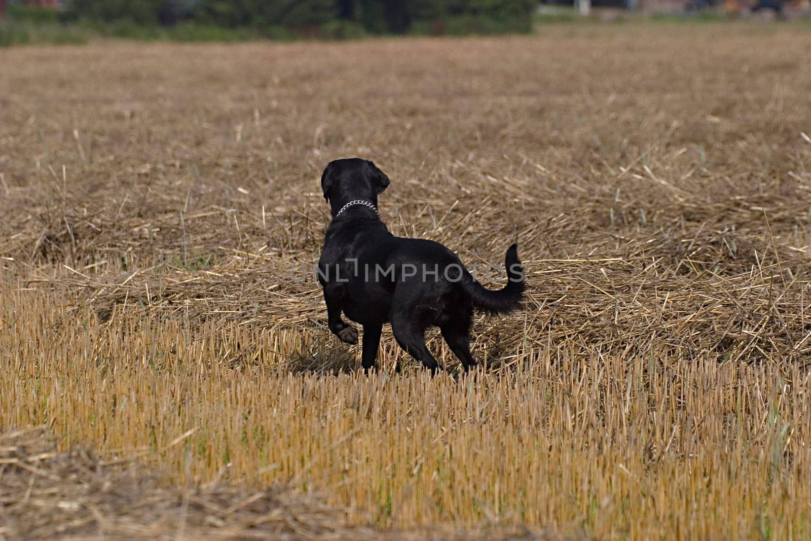 Black dog on stubble field