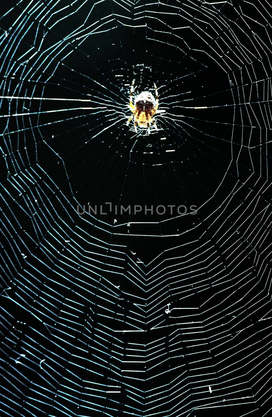 ... a wheel web spider - SIGMA 180mm Macro,aperture 16
