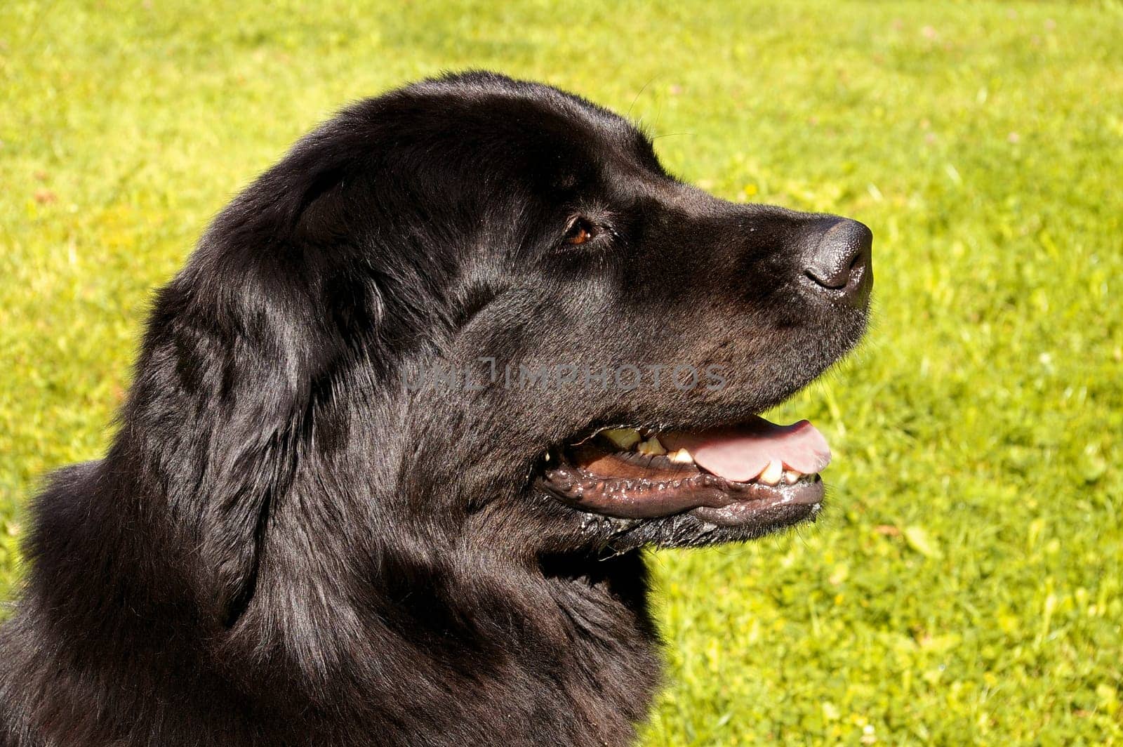 Imposing,about 71 cm tall and 68 kg heavy dog with water-repellent stick hair. The ears are small,triangular with a rounded tip,well set at the back and sides of the top of the head. The top coat is moderately long and straight,not curly. An easily