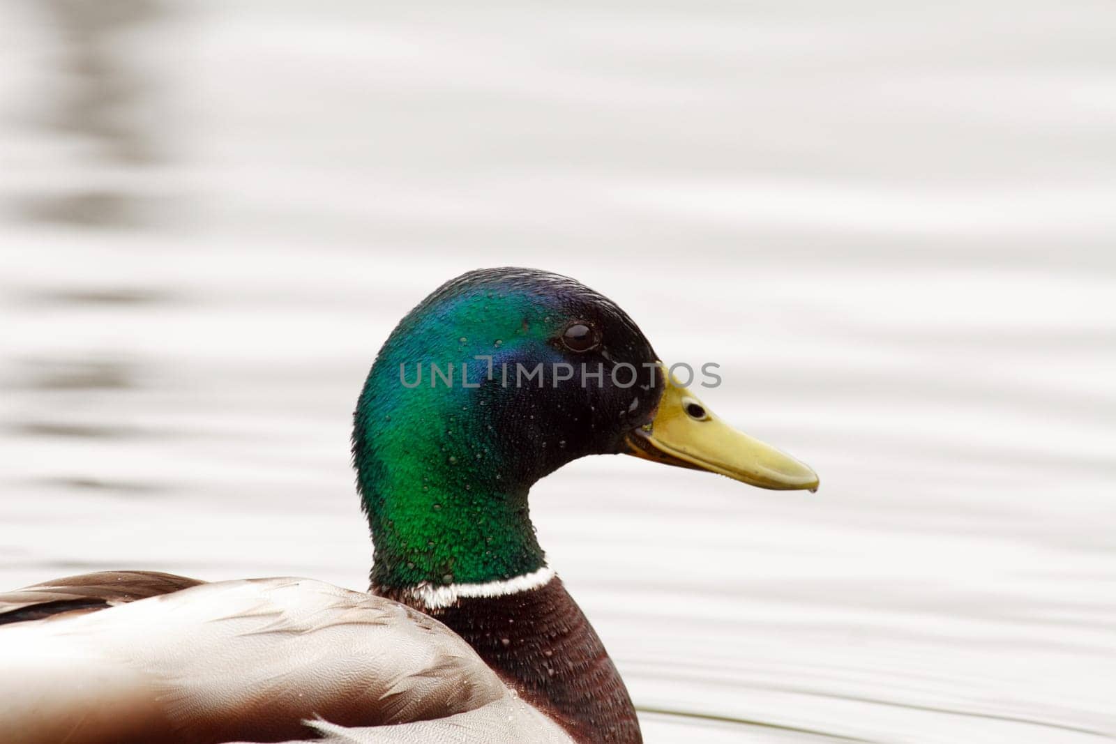 Drake mallard
