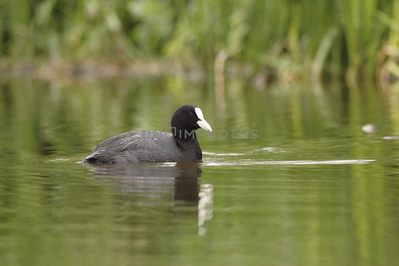 Coot (4)