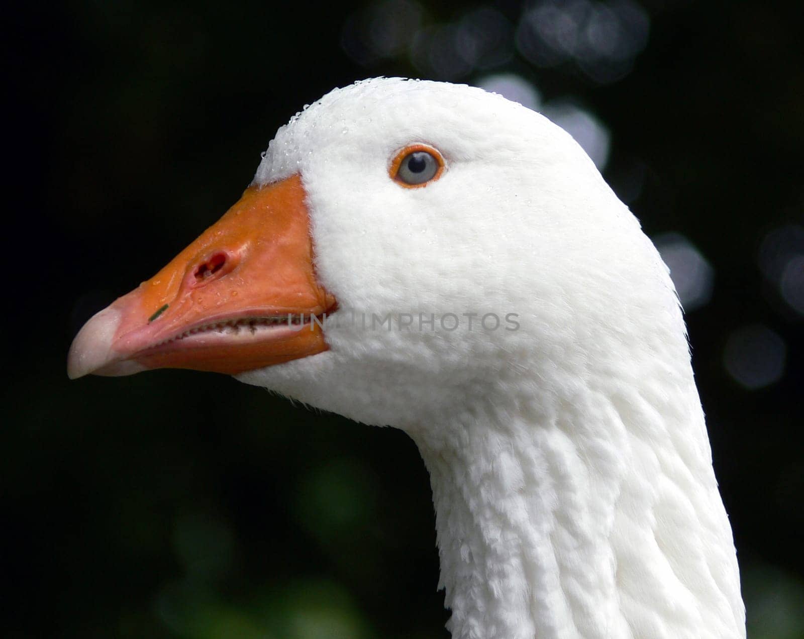 Christmas goose Auguste