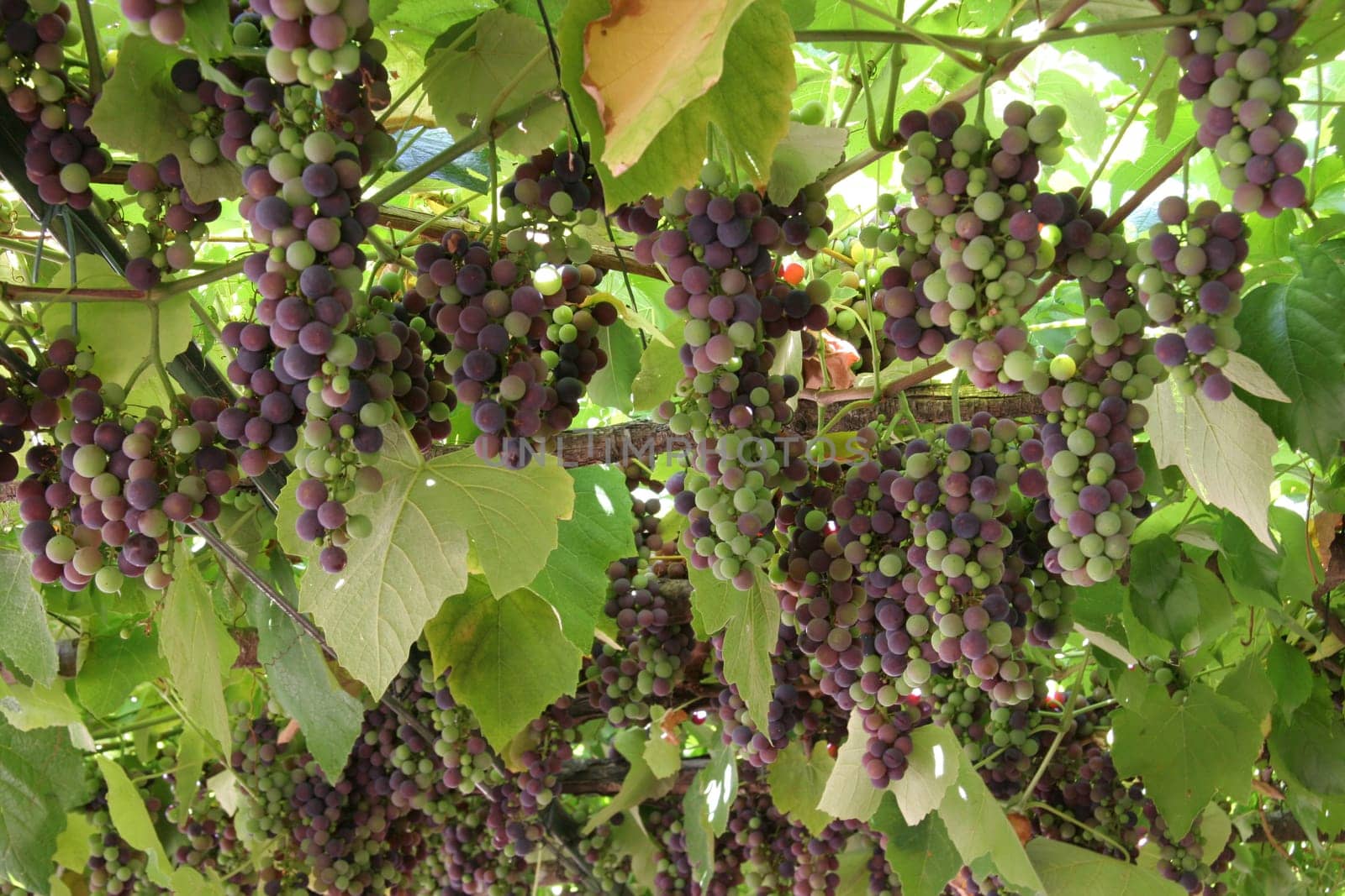 Grape canopy