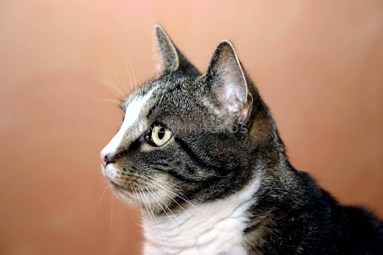 And again my cat Mäxchen posing...!