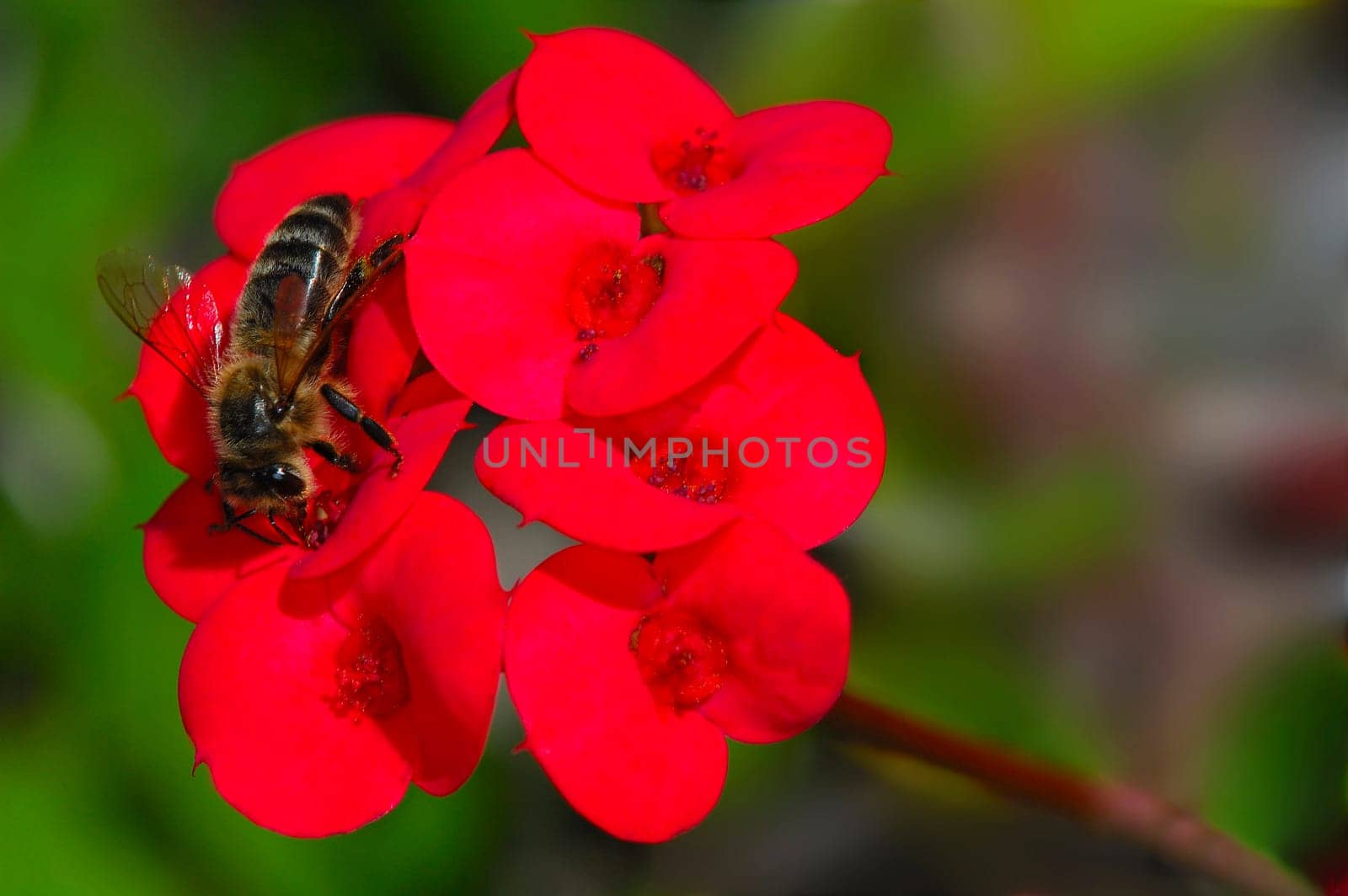 Christ's thorn Euphorbia milii