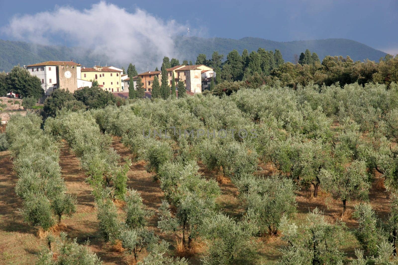 Artimino