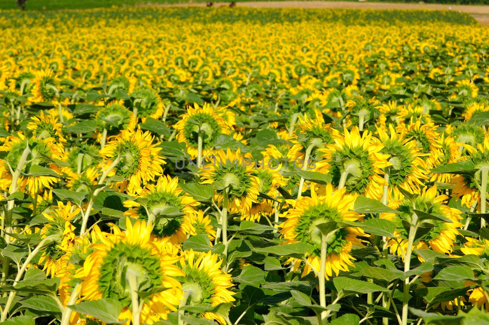 Sunflower field