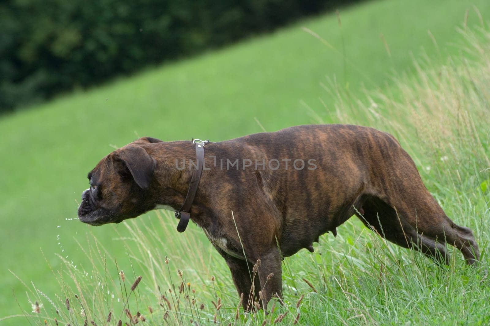 Purebred boxer turns her head to the side shortly after drinking,leaving a trail of water droplets.