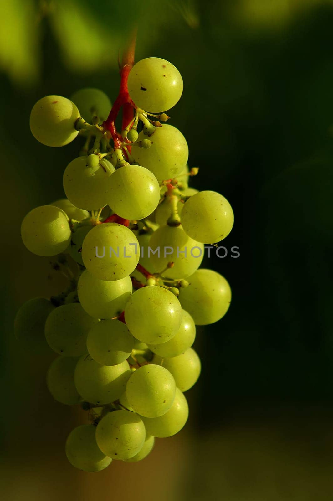 On the advice of Alexander,the wine again without restless foreground..!