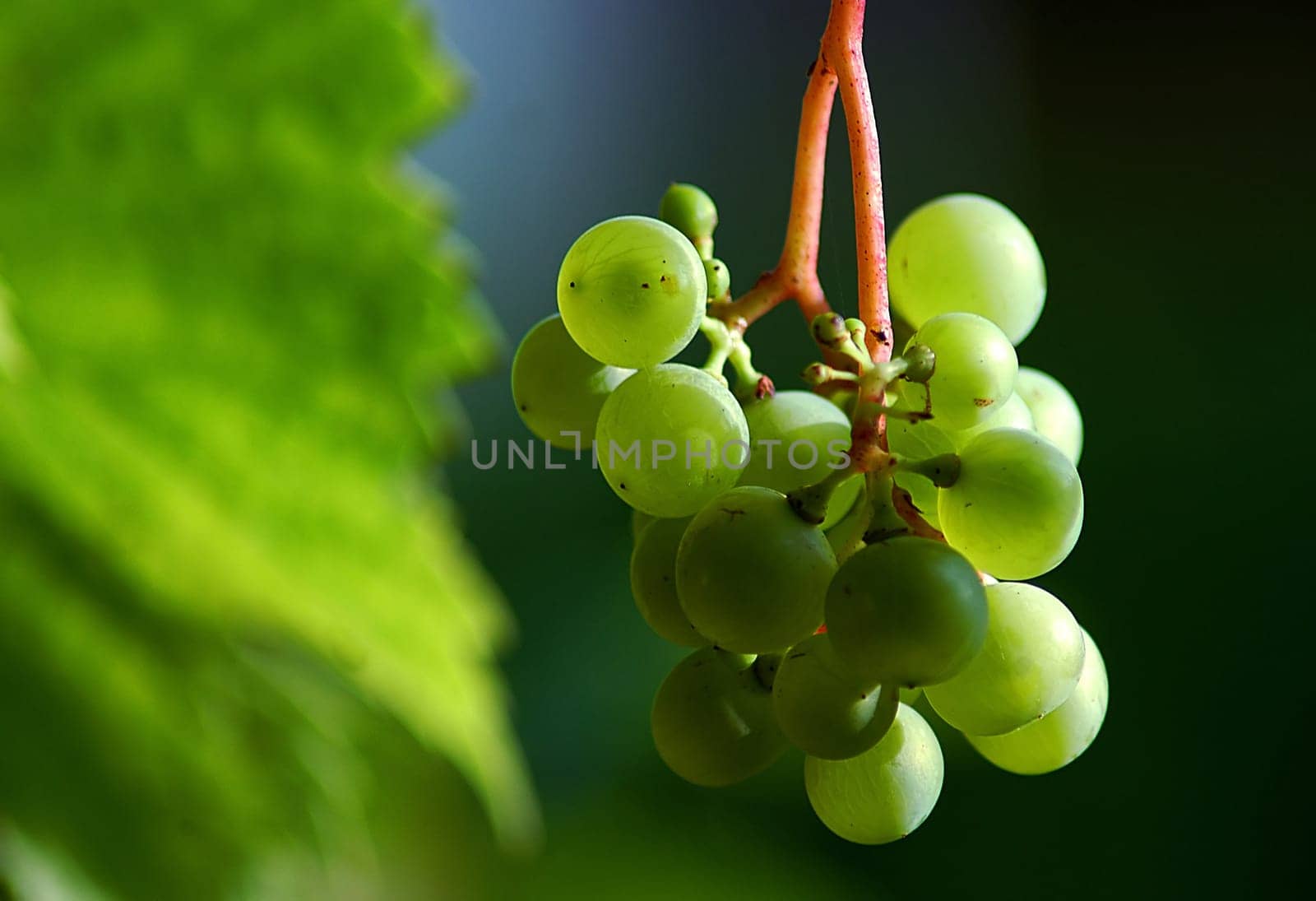Believe it or not,even with us Northern Lights,wine grows from time to time...! I took this picture tonight on our terrace! Maybe I should invite you to a glass of wine soon....!:-)