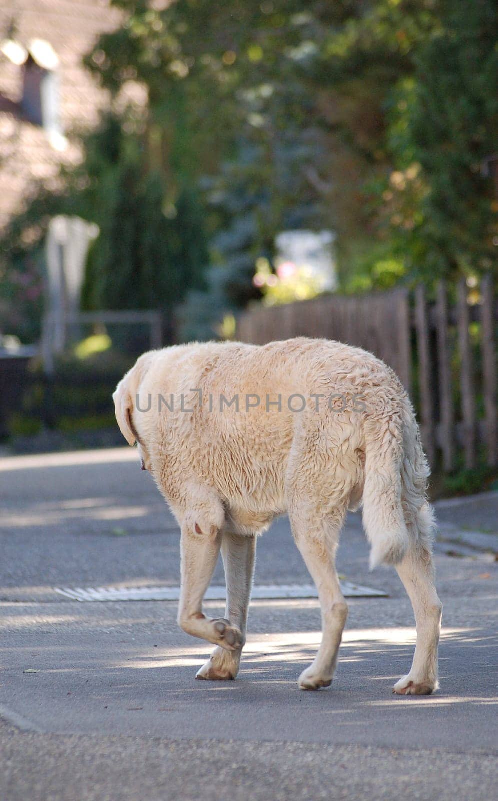 Walk lonely on my way