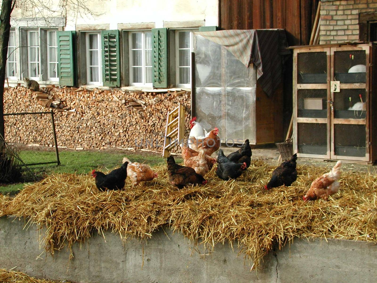 Happy chickens
