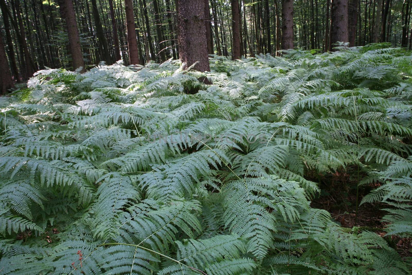 Coniferous forest with fern