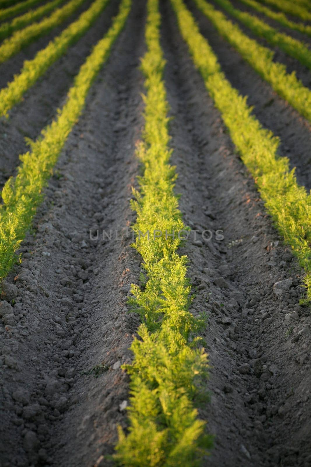 Carrot field