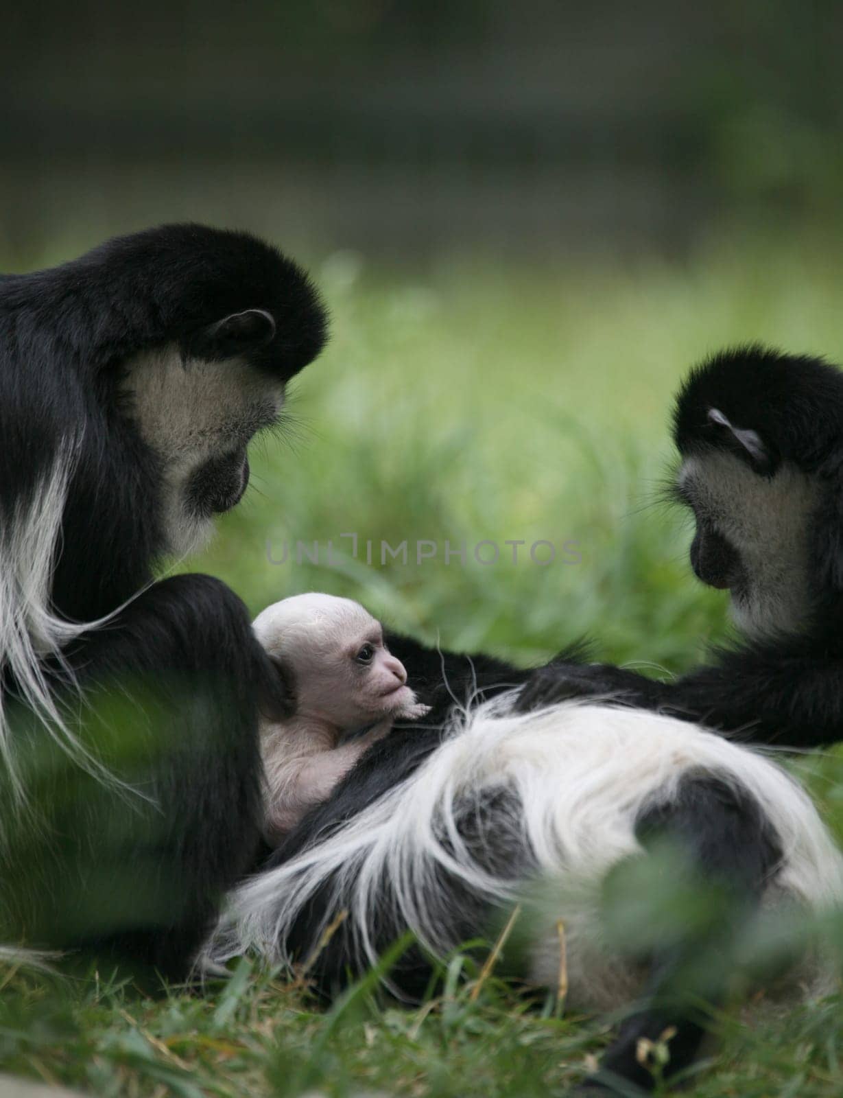 Monkey family with newborn