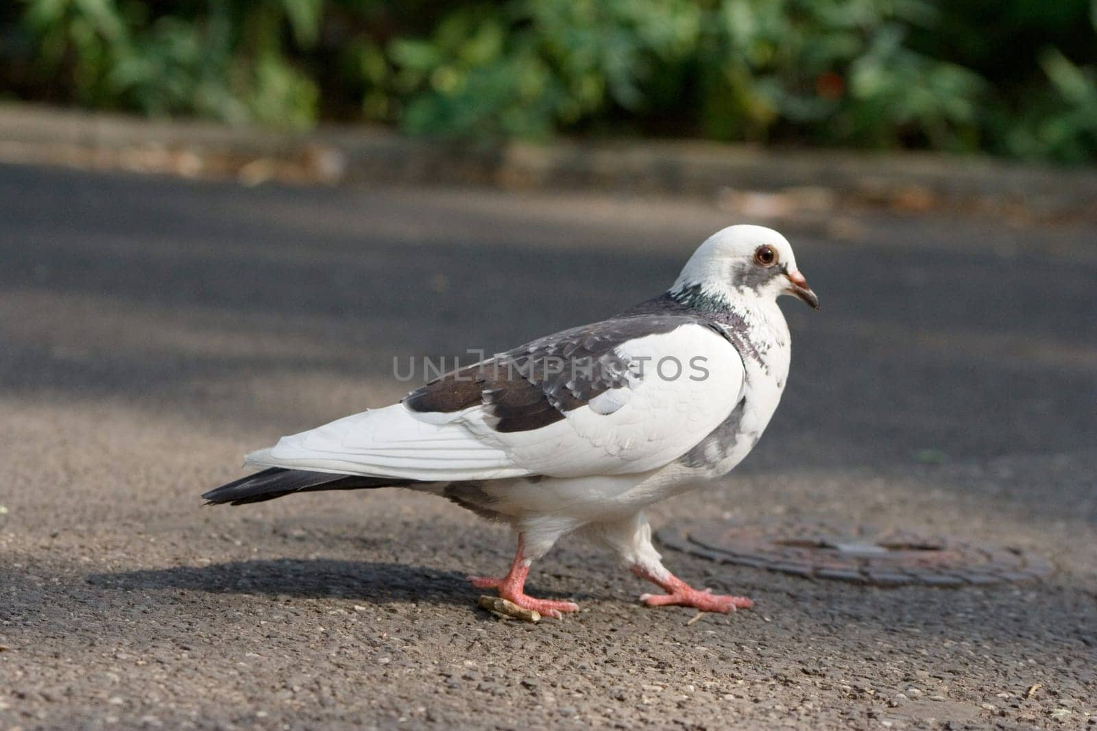 Feral pigeon