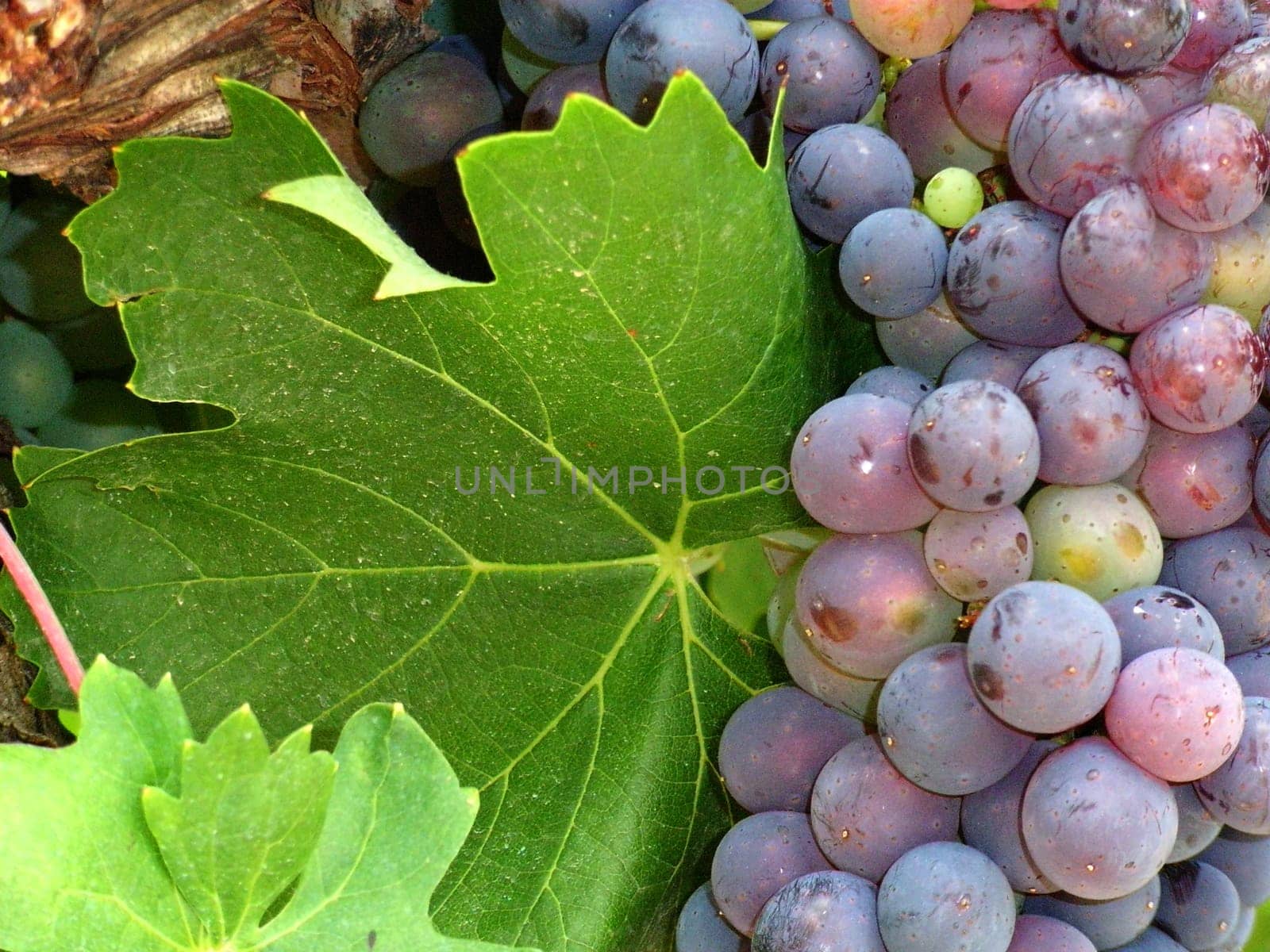 Grapes