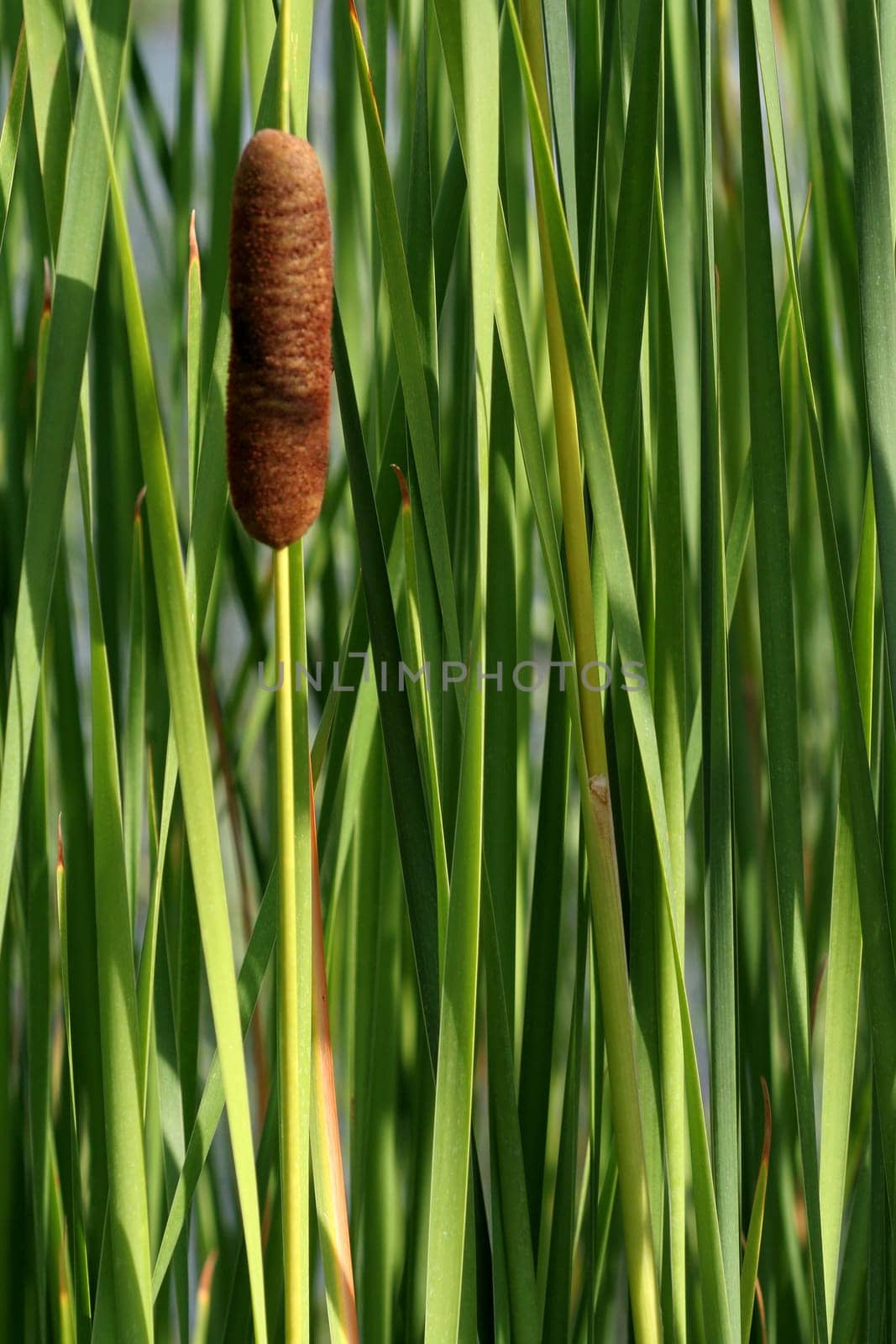 Reed Symphony