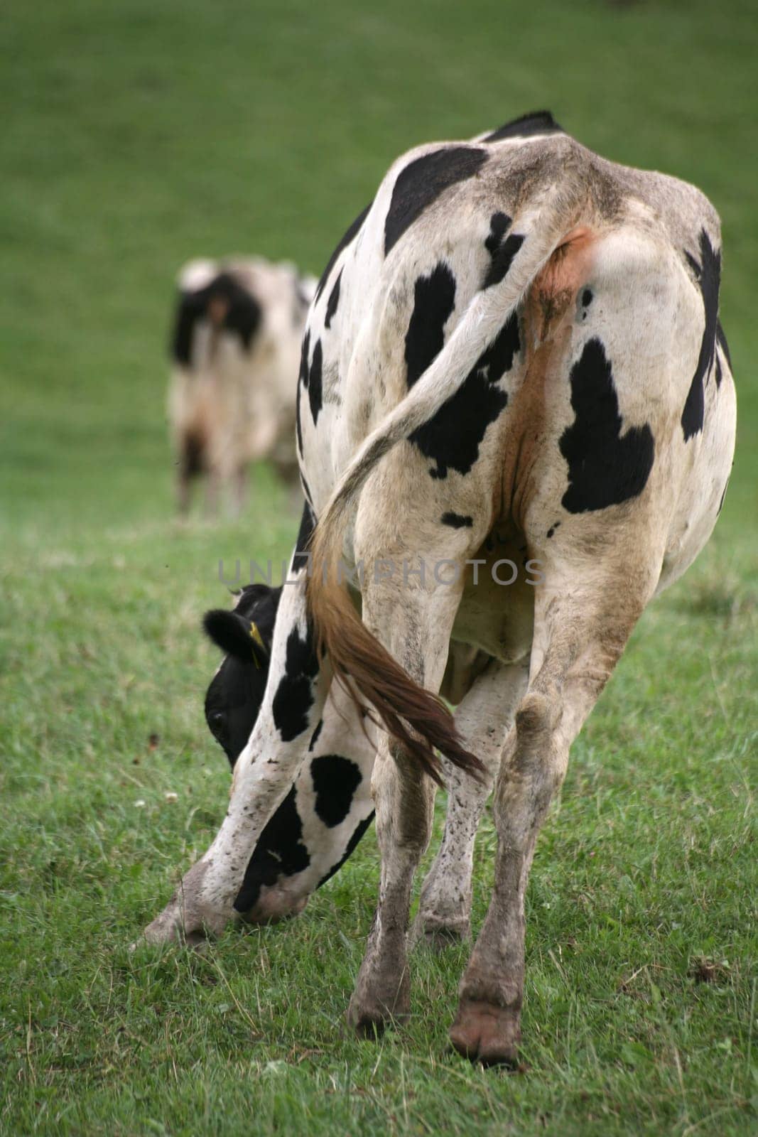 Happy cow in a pasture