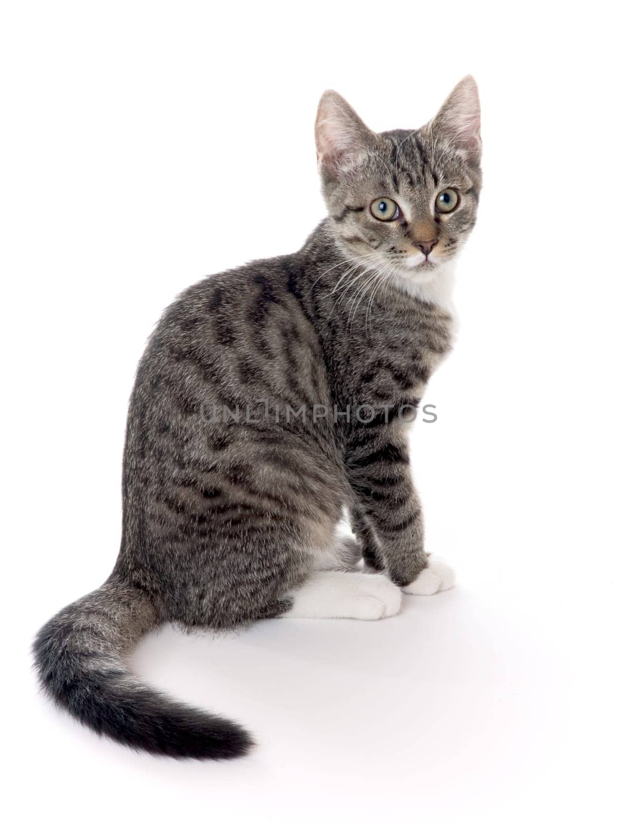 Kitten
