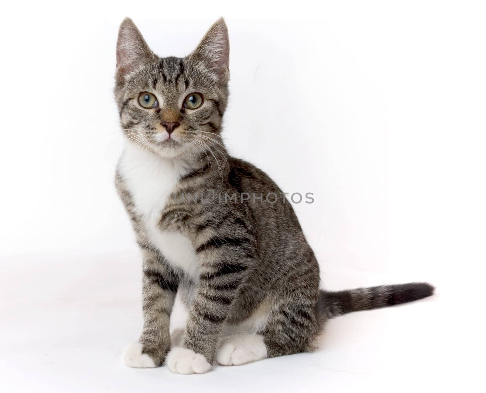 Kitten