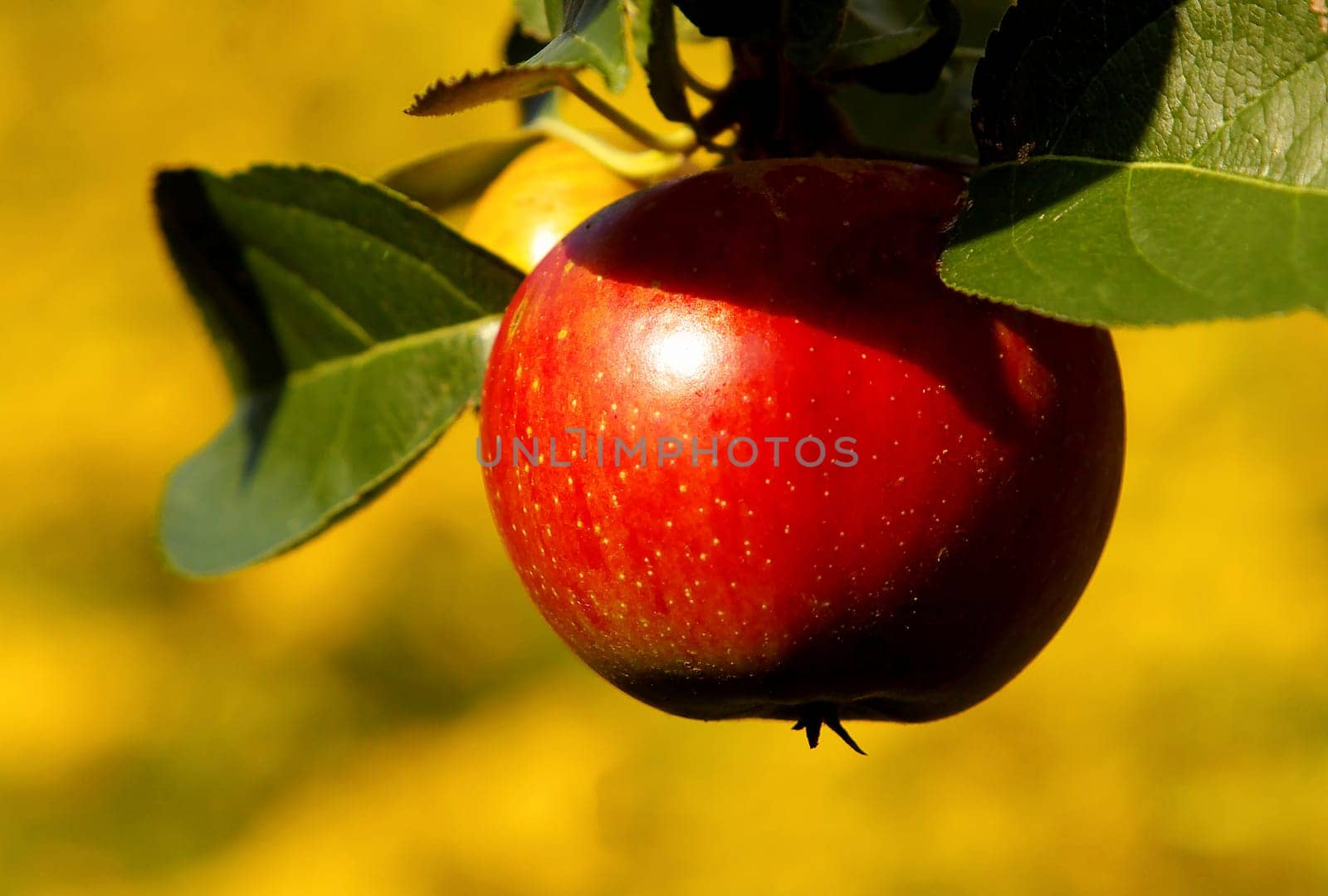 Soon it will be harvest time