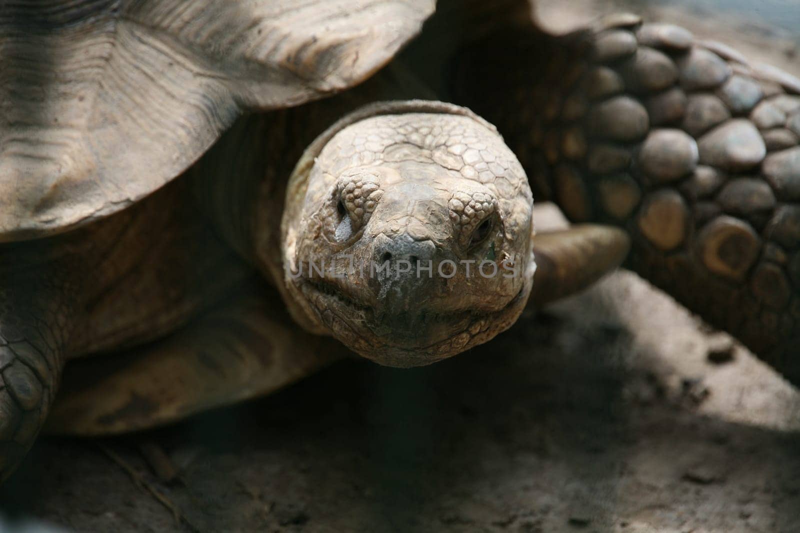 This Galapagos giant tortoise suffers from a cold