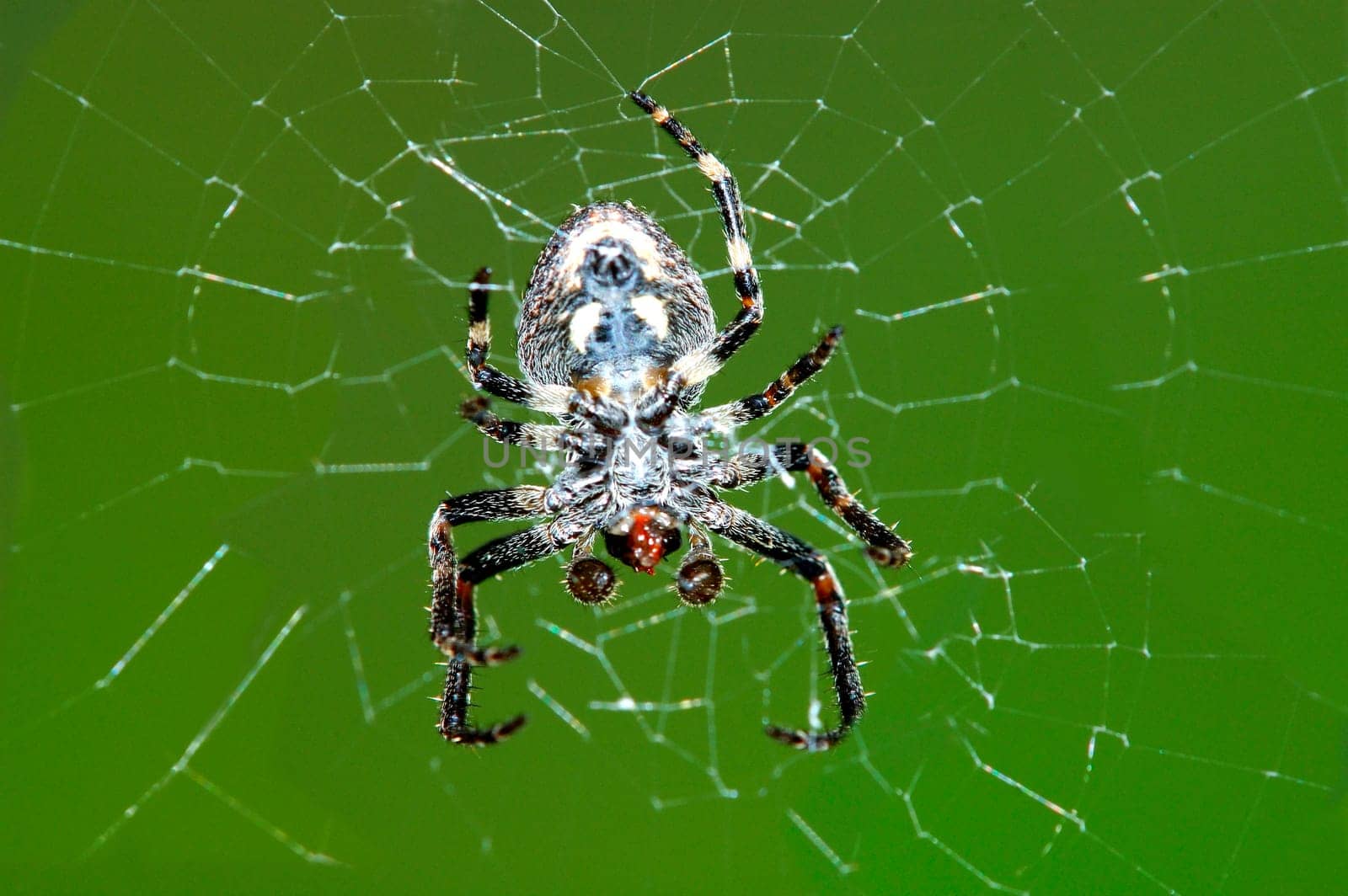 Reed spider Larinioides cornutus (underside)