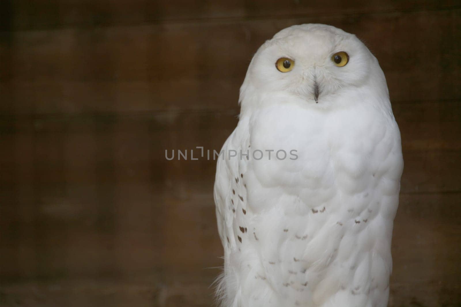 Male