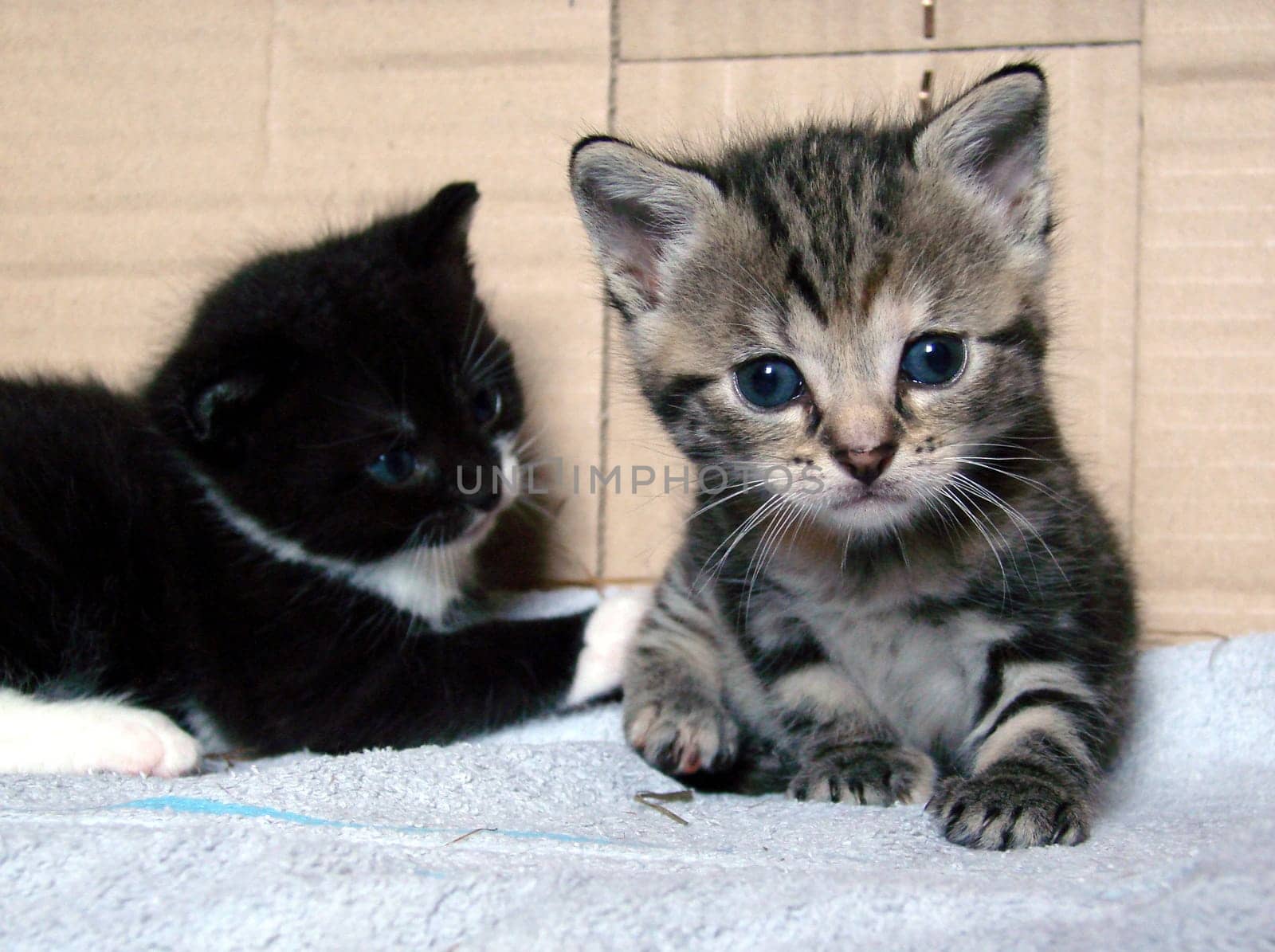 Kittens