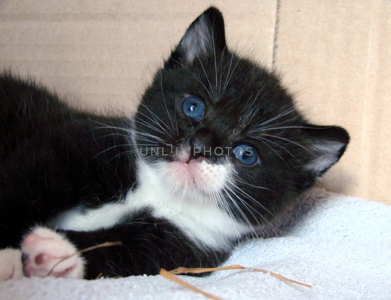 Kitten