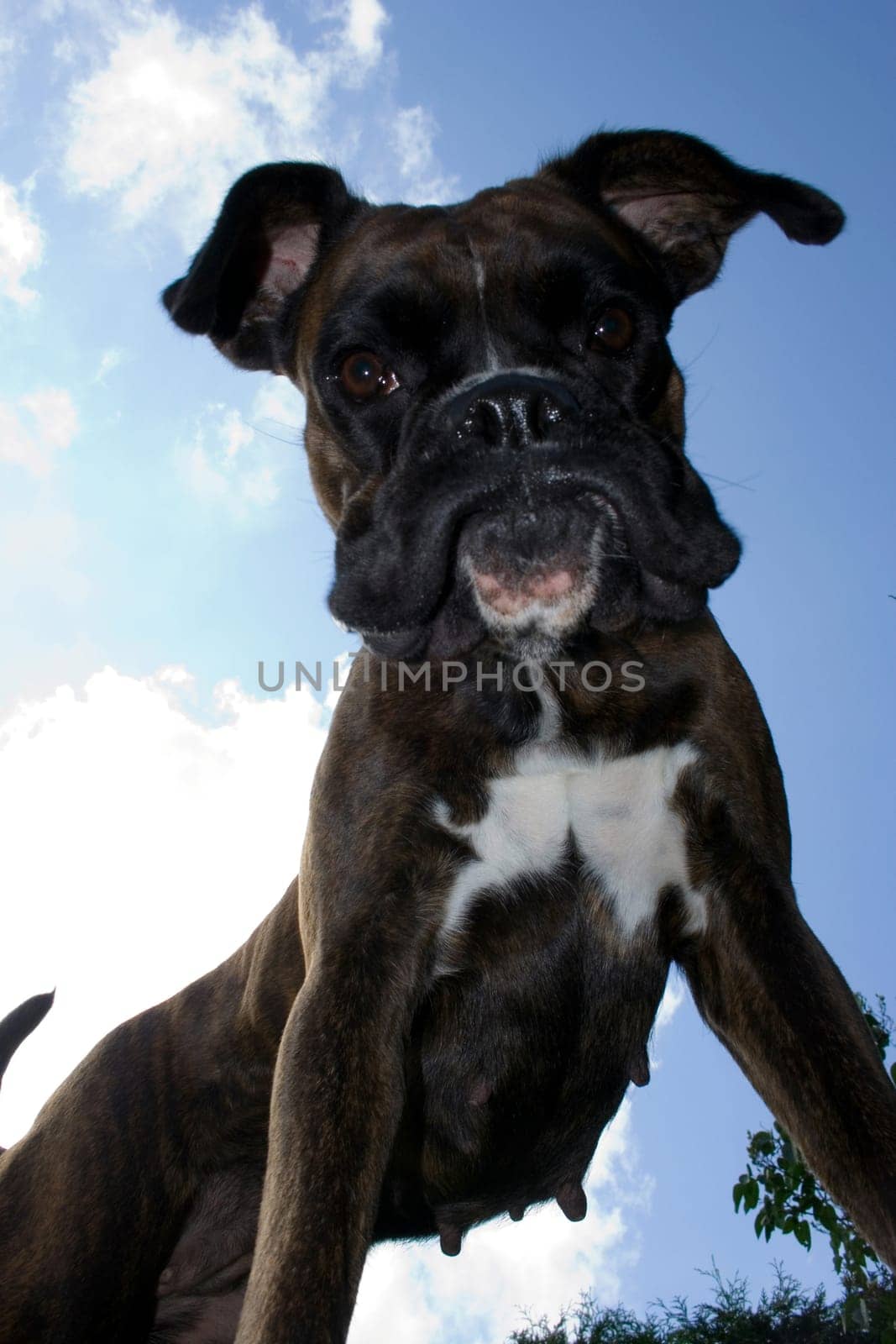 Purebred boxer from an unusual perspective below the dog. Light fill-in flash to make the dog stand out better against the bright sky