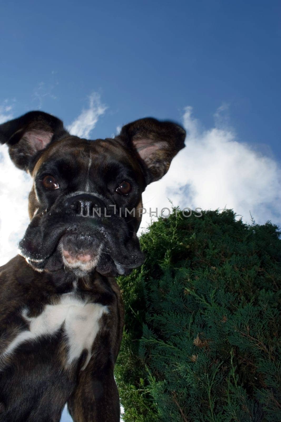Purebred boxer from an unusual perspective below the dog. Light fill-in flash to make the dog stand out better against the bright sky