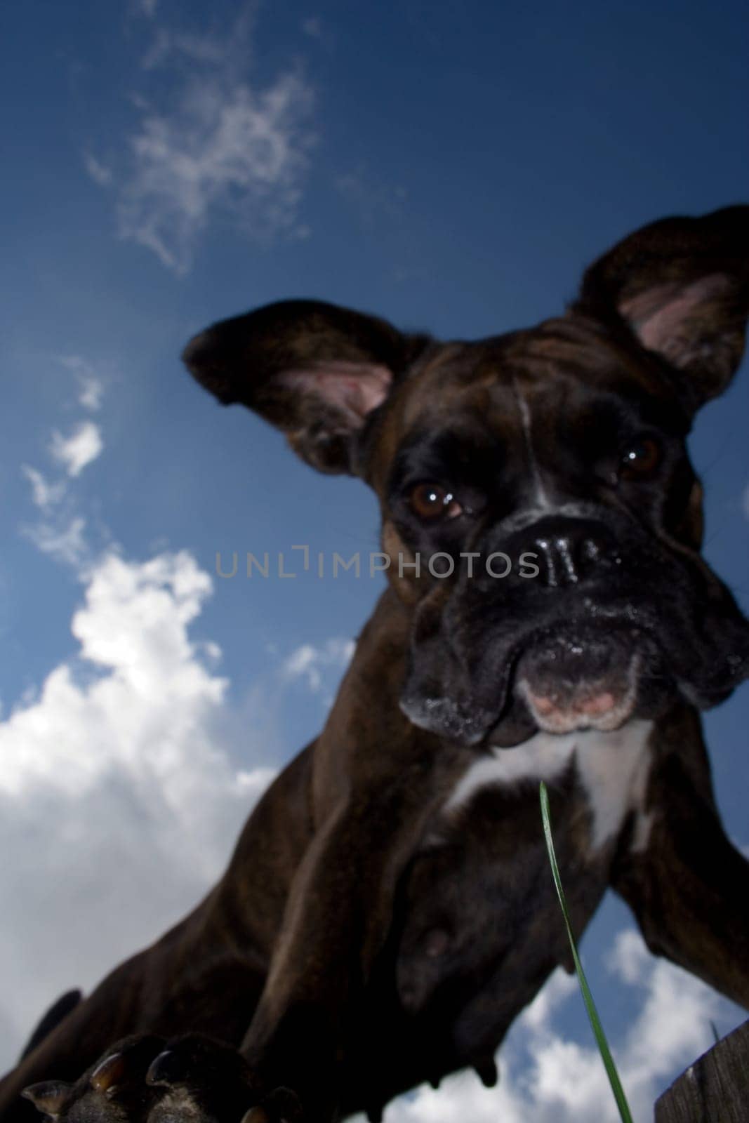 Purebred boxer from an unusual perspective below the dog. Light fill-in flash to make the dog stand out better against the bright sky