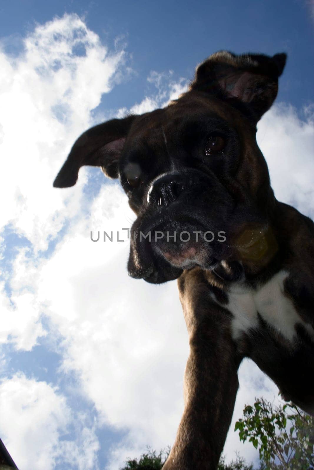 Purebred boxer from an unusual perspective below the dog. Light fill-in flash to make the dog stand out better against the bright sky