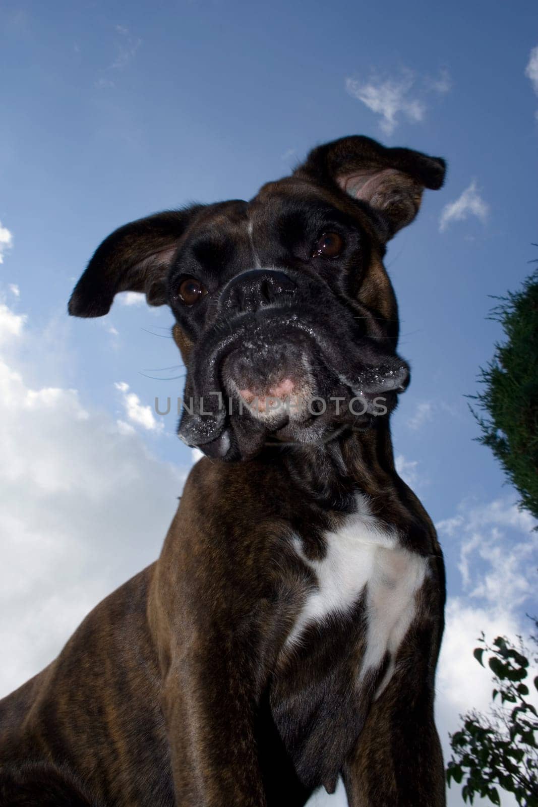 Purebred boxer from an unusual perspective below the dog. Light fill-in flash to make the dog stand out better against the bright sky