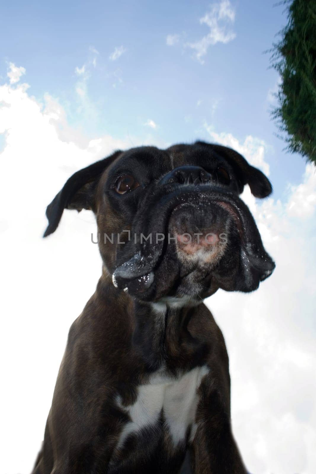 Purebred boxer from an unusual perspective below the dog. Light fill-in flash to make the dog stand out better against the bright sky