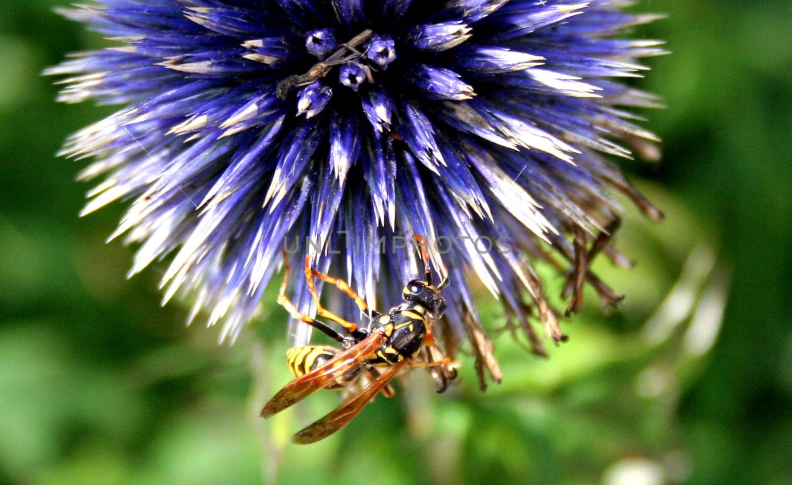 Flower and insect