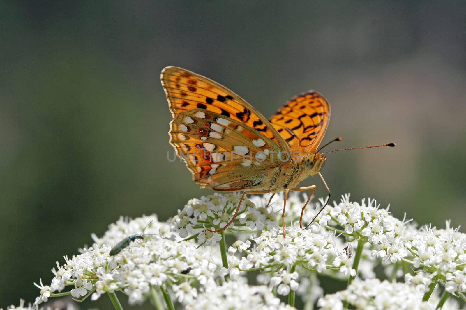 Argynnis adippe,March violet butterfly