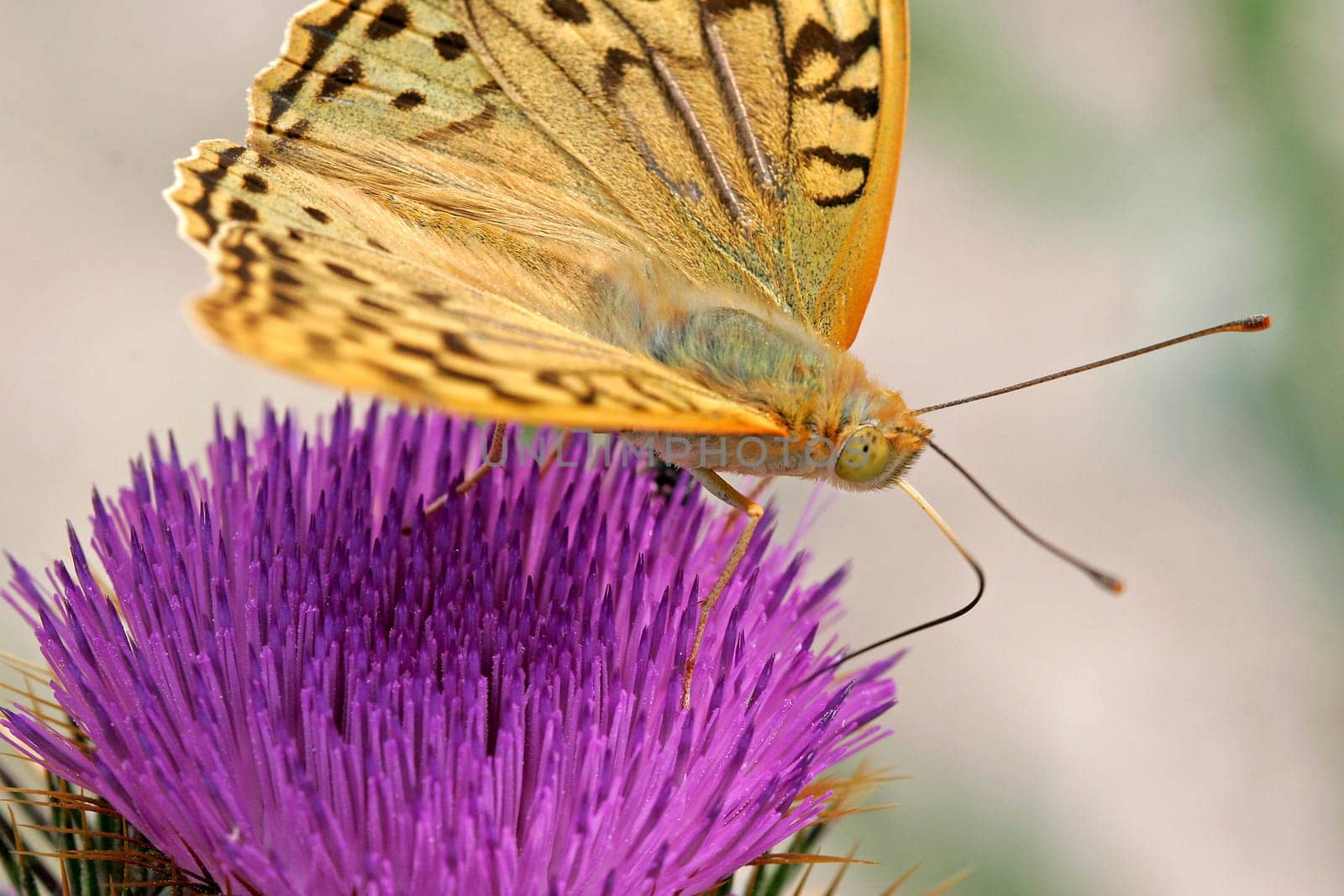Pandoriana pandora on thistle