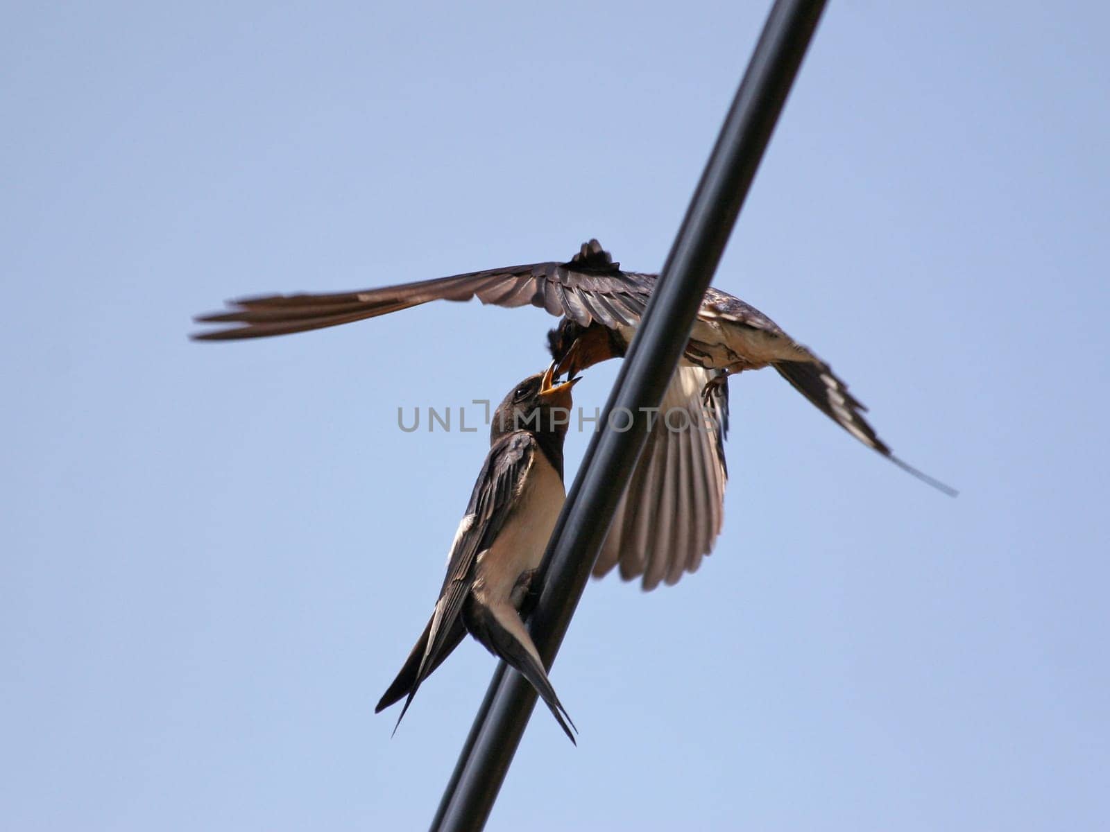 Swallow feeding