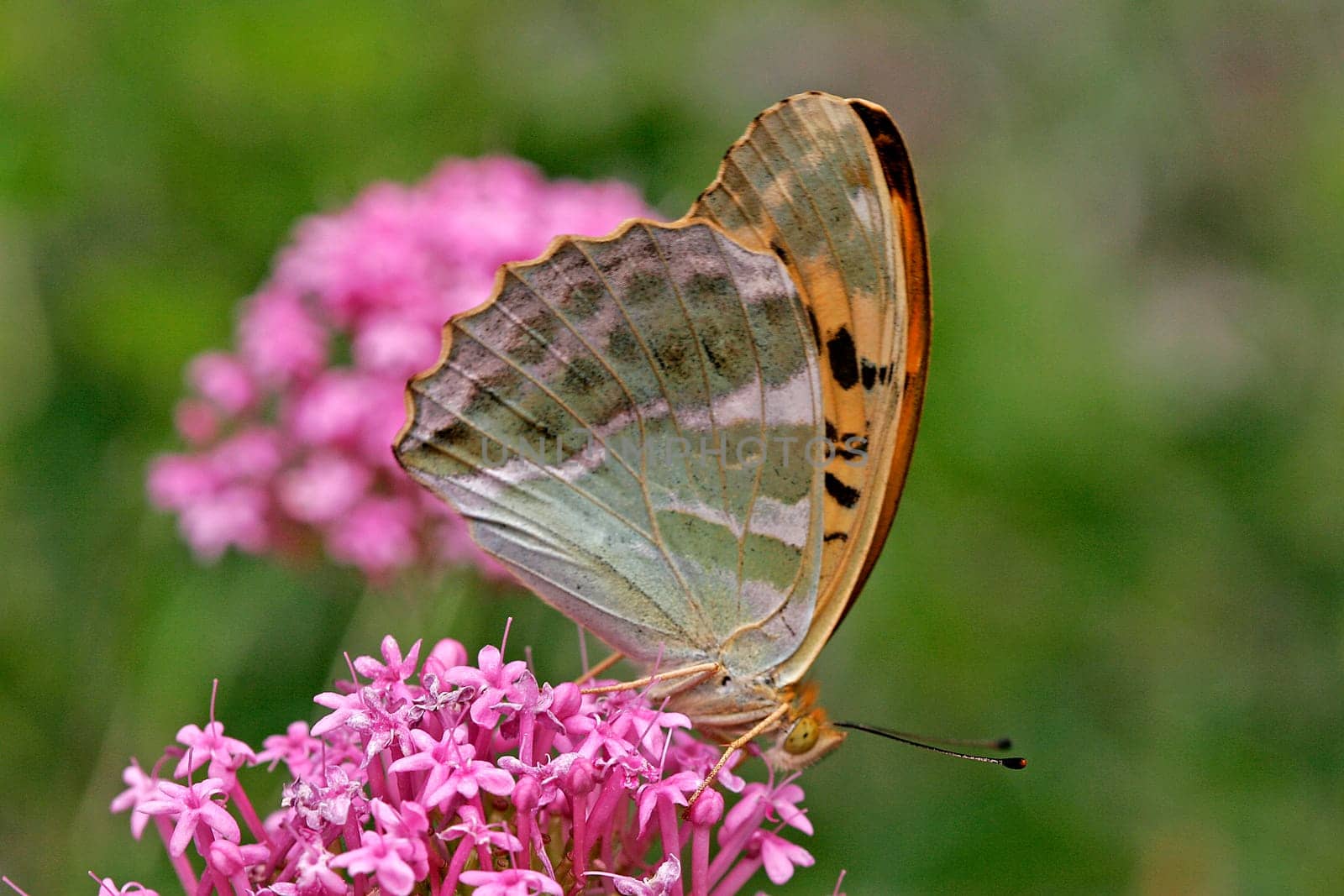 Emperor's mantle on red spur flower