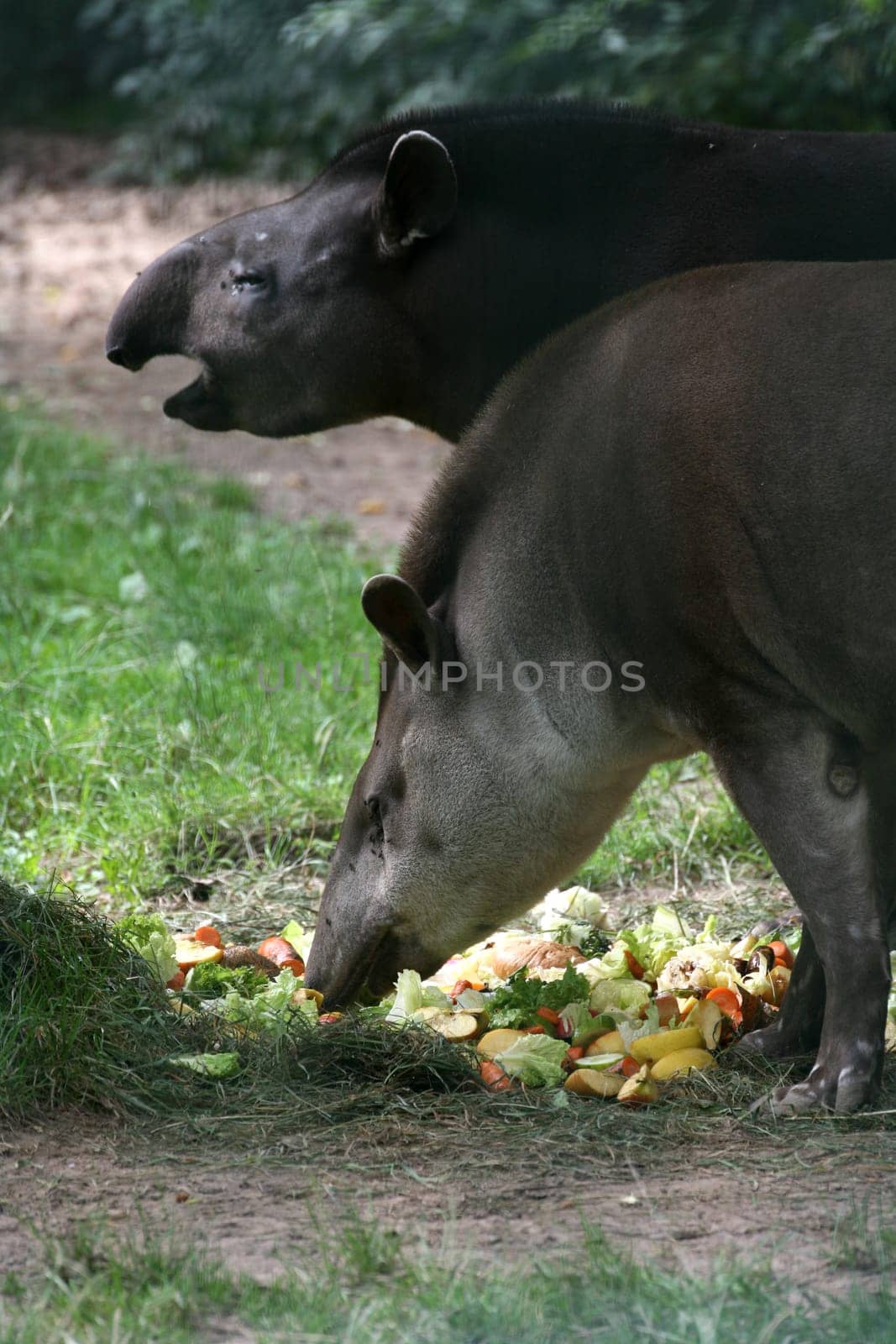 Tapirs in an animal park