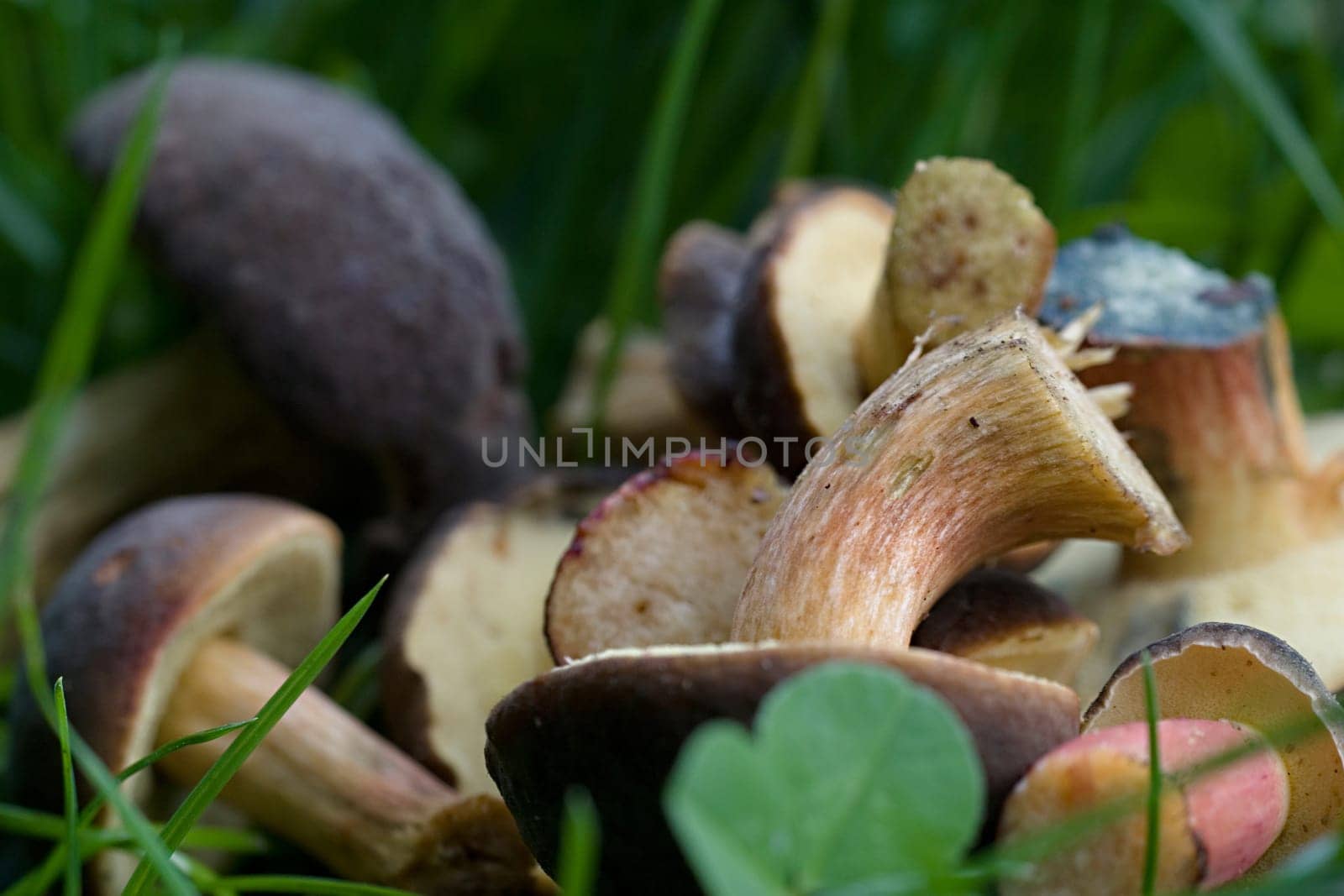 fresh edible mushrooms
