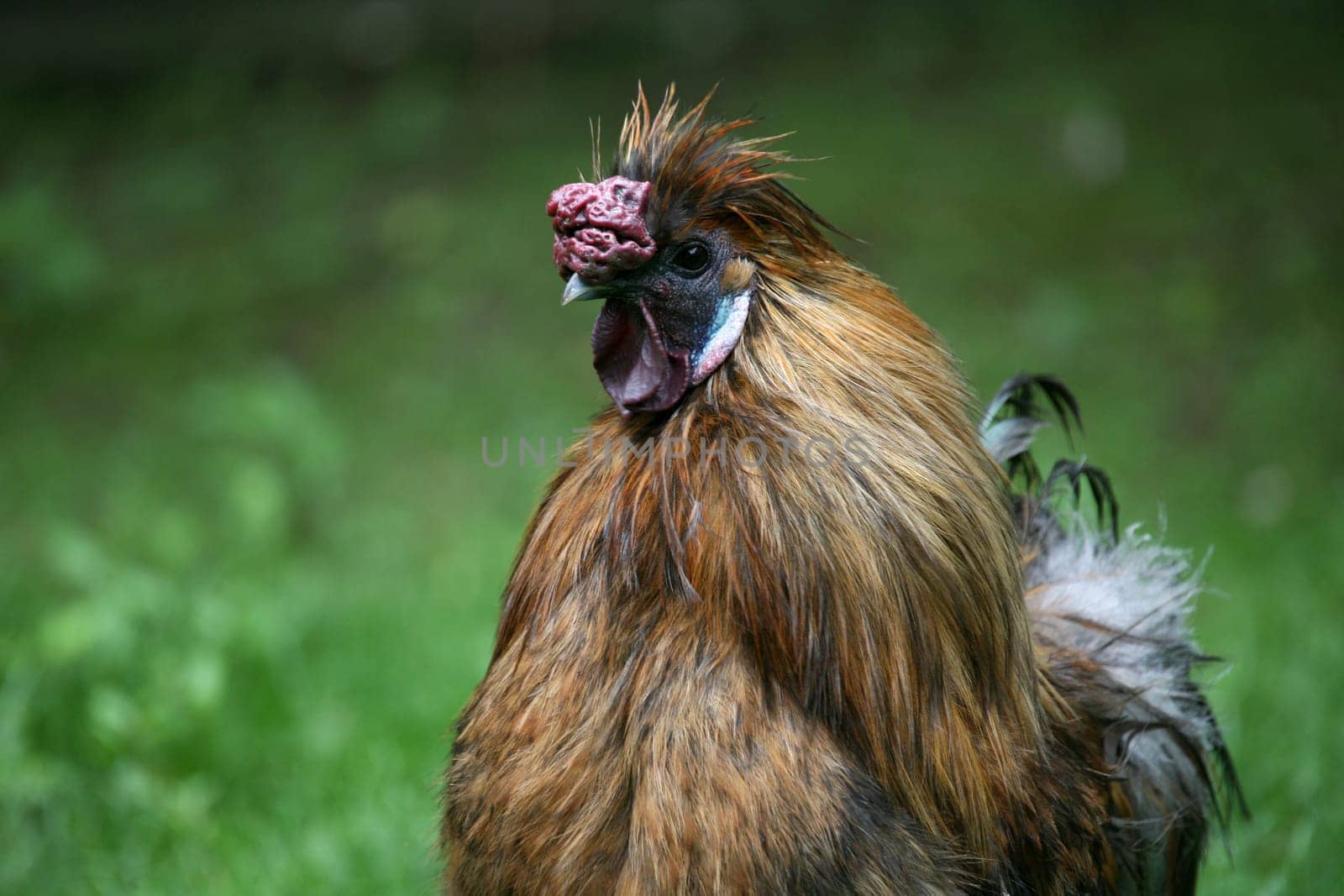 Japanese silk chickens have black skin and are therefore also called Negro silk chickens